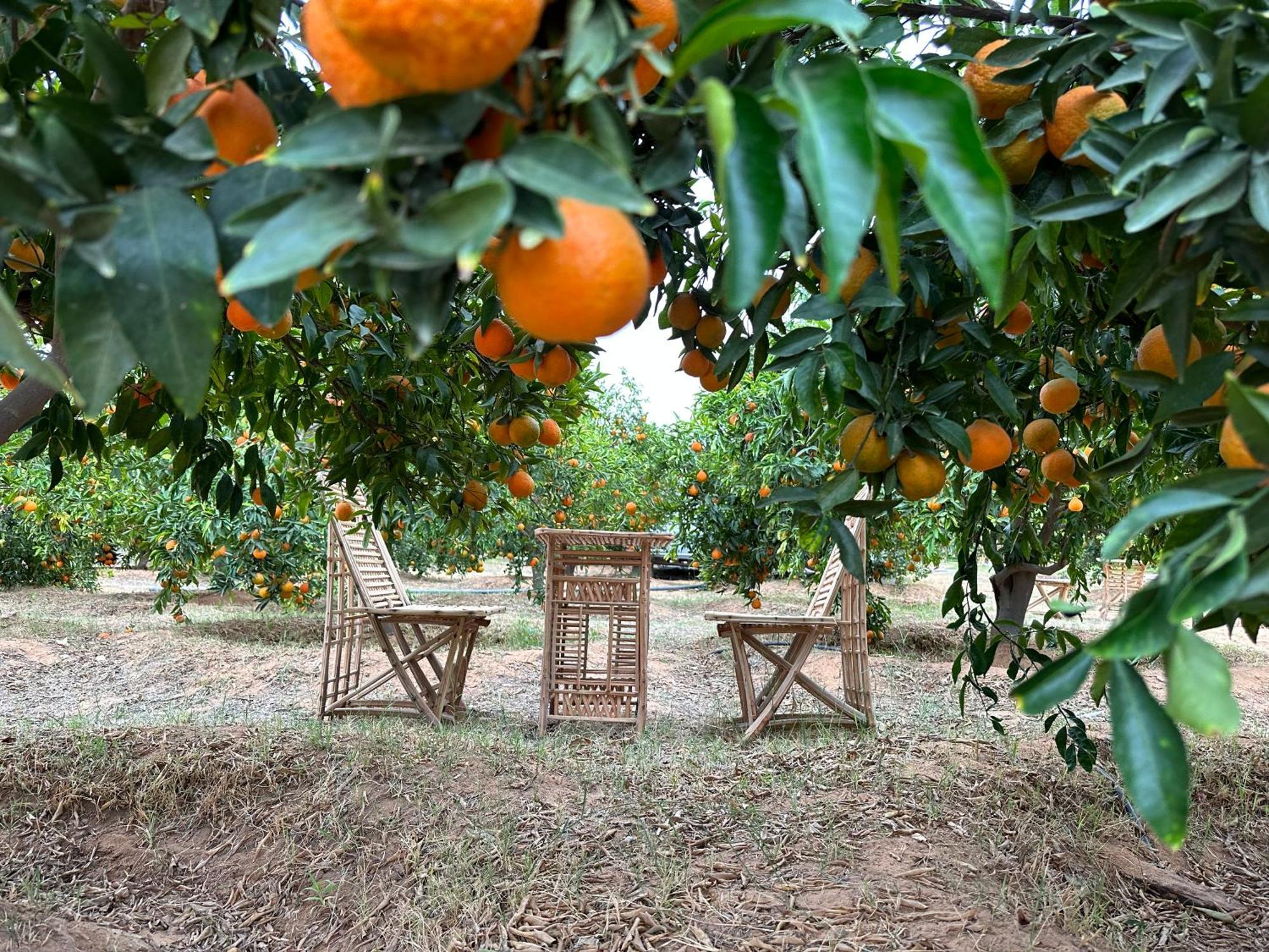 Rural Tents Naseem الخيمةالريفيةalouzaib Ель-Ула Екстер'єр фото